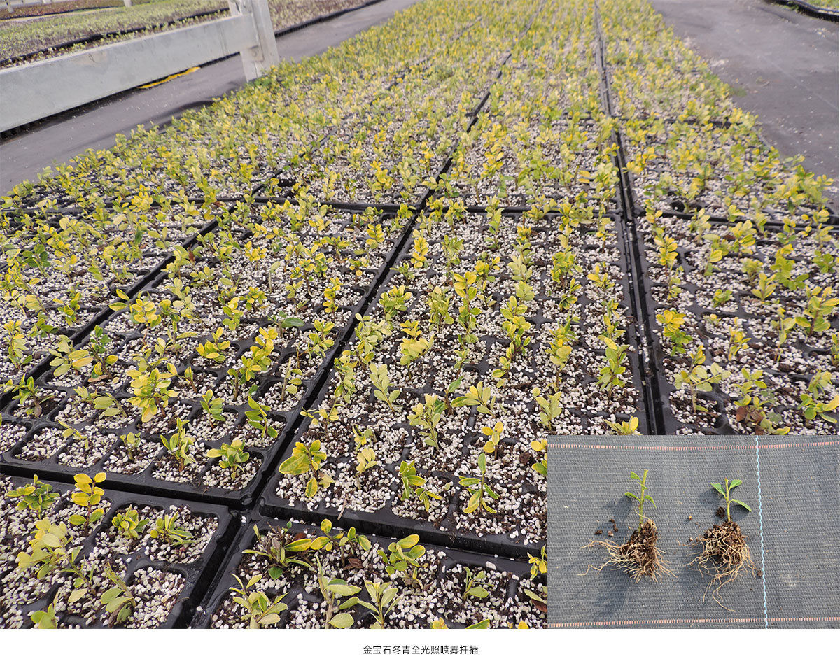 电竞比赛押注app