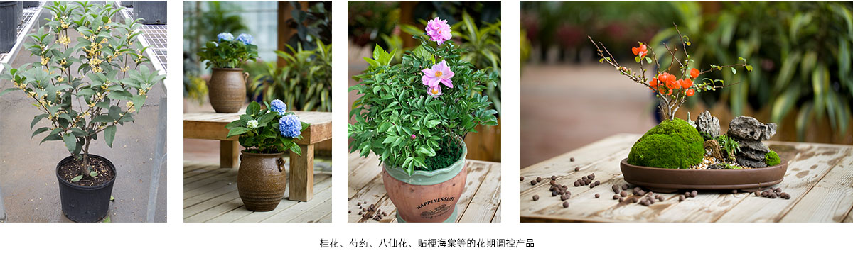 电竞比赛押注app