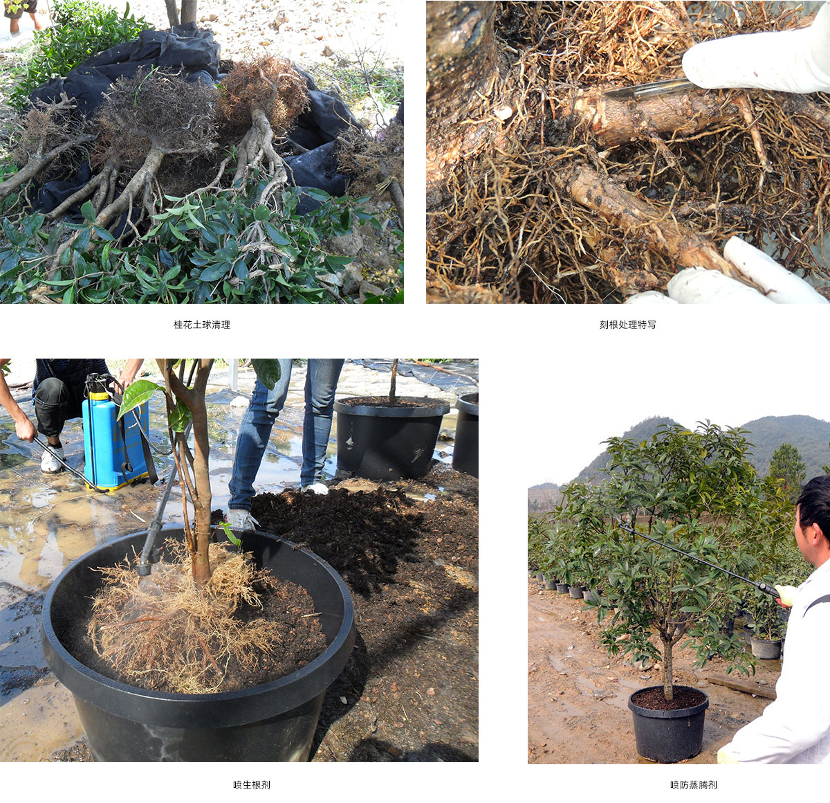 电竞比赛押注app