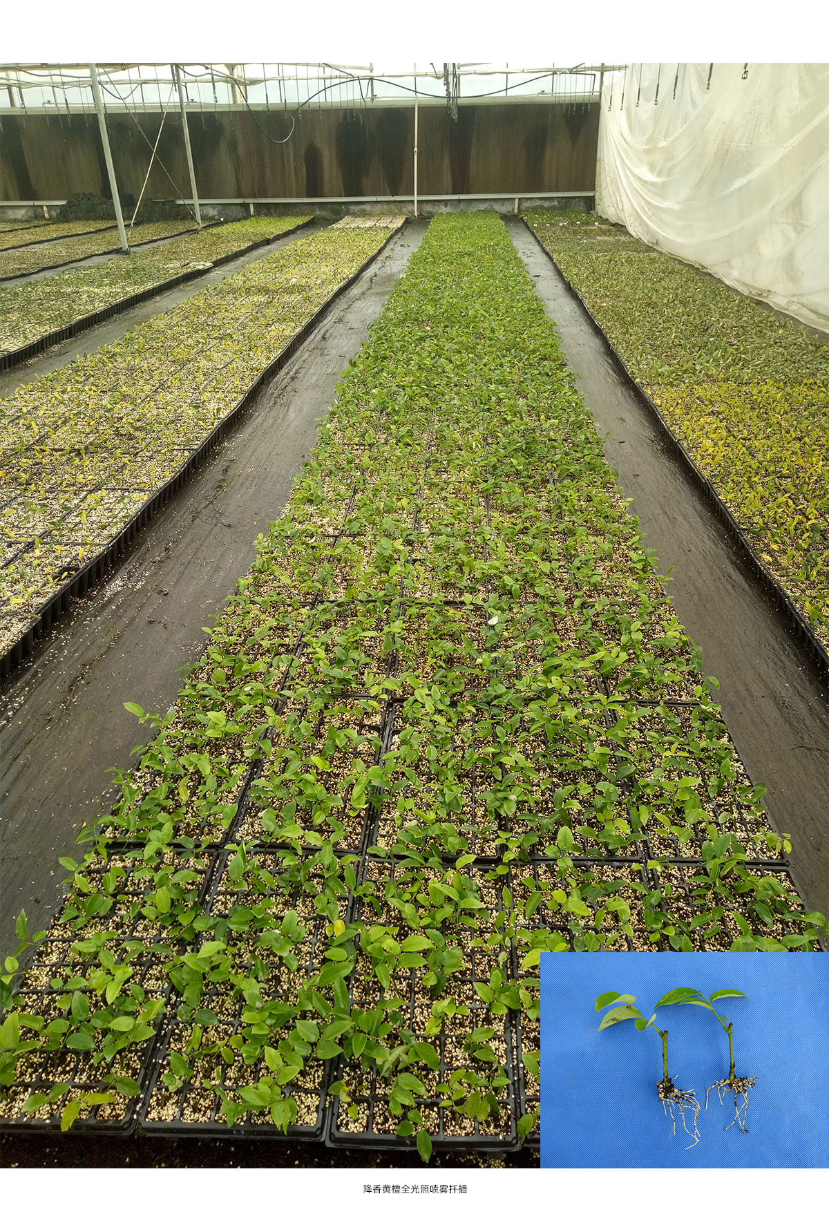 电竞比赛押注app