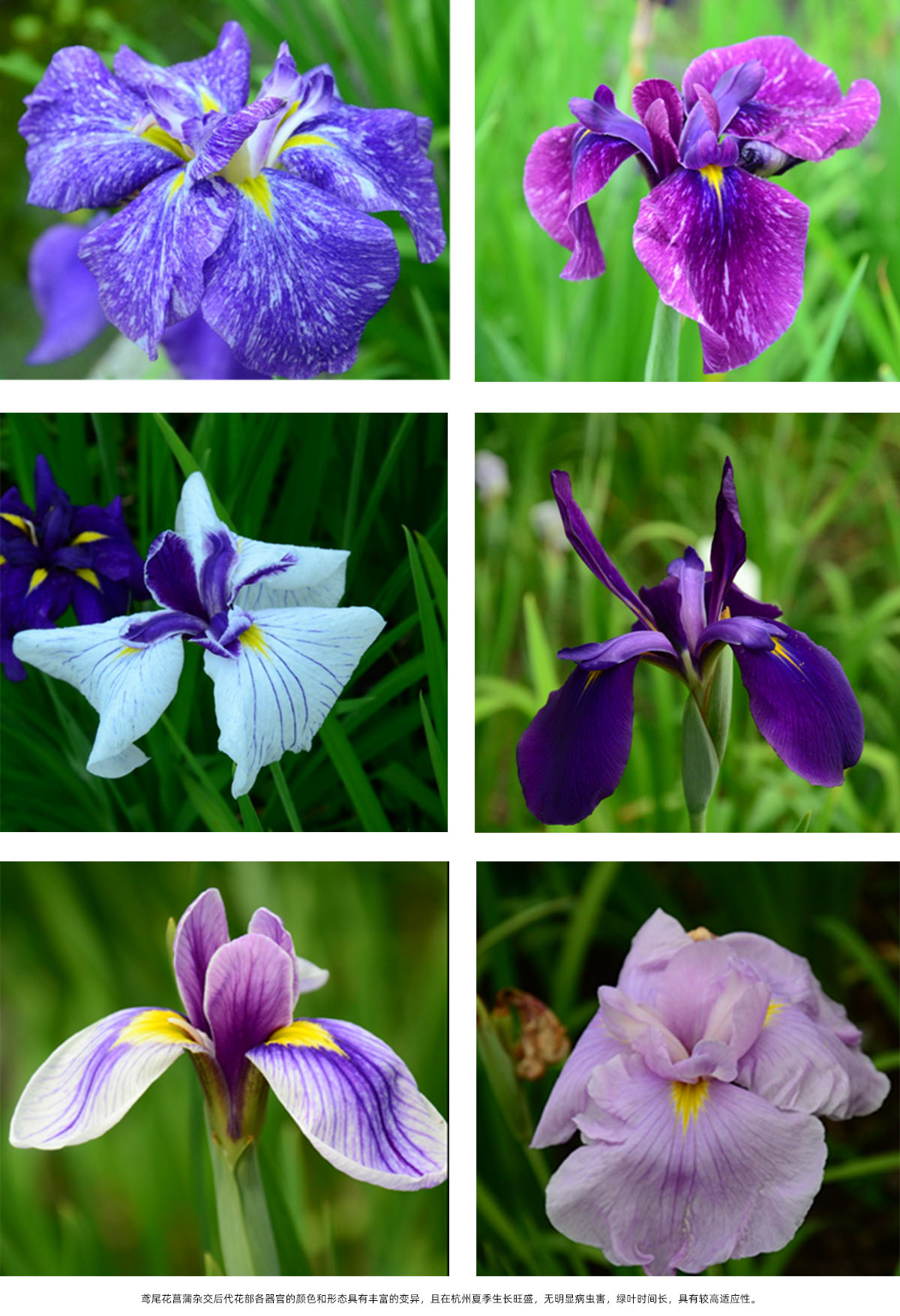 电竞比赛押注app