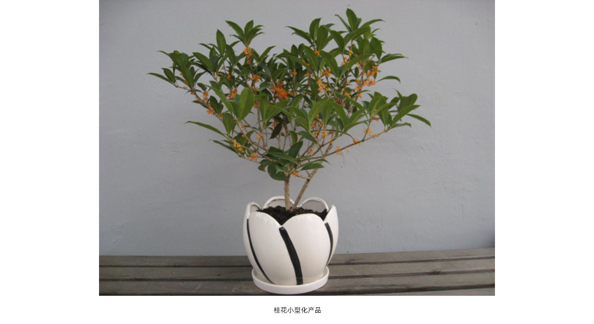 电竞比赛押注app