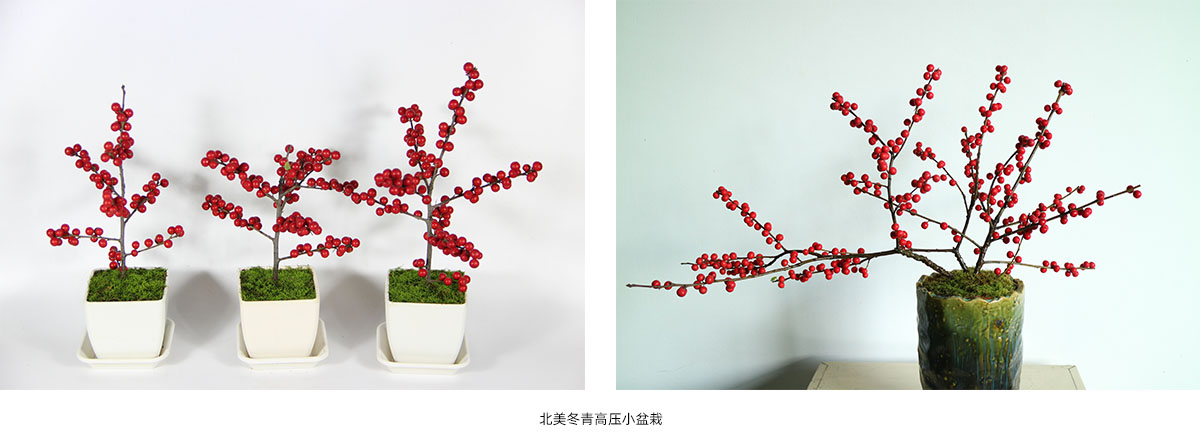 电竞比赛押注app