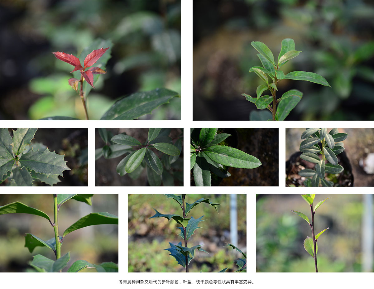 电竞比赛押注app