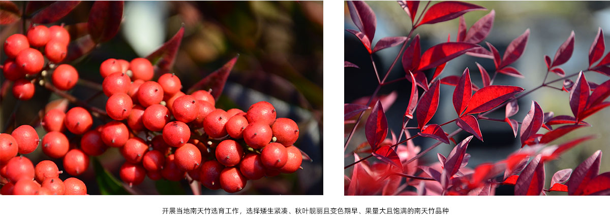 电竞比赛押注app