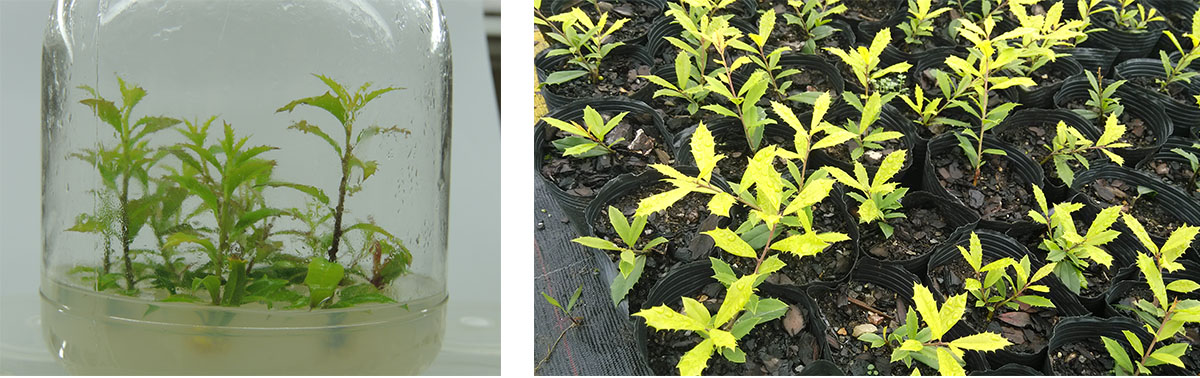 电竞比赛押注app