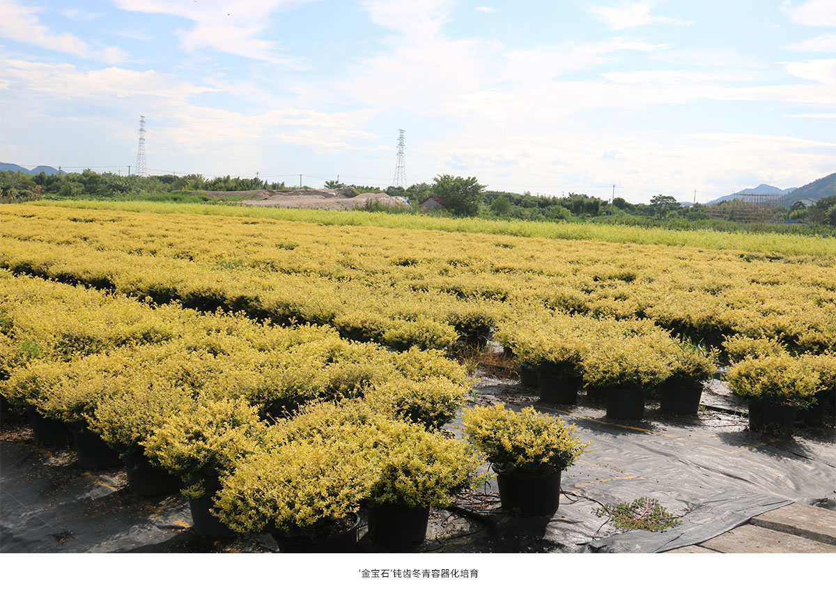 电竞比赛押注app