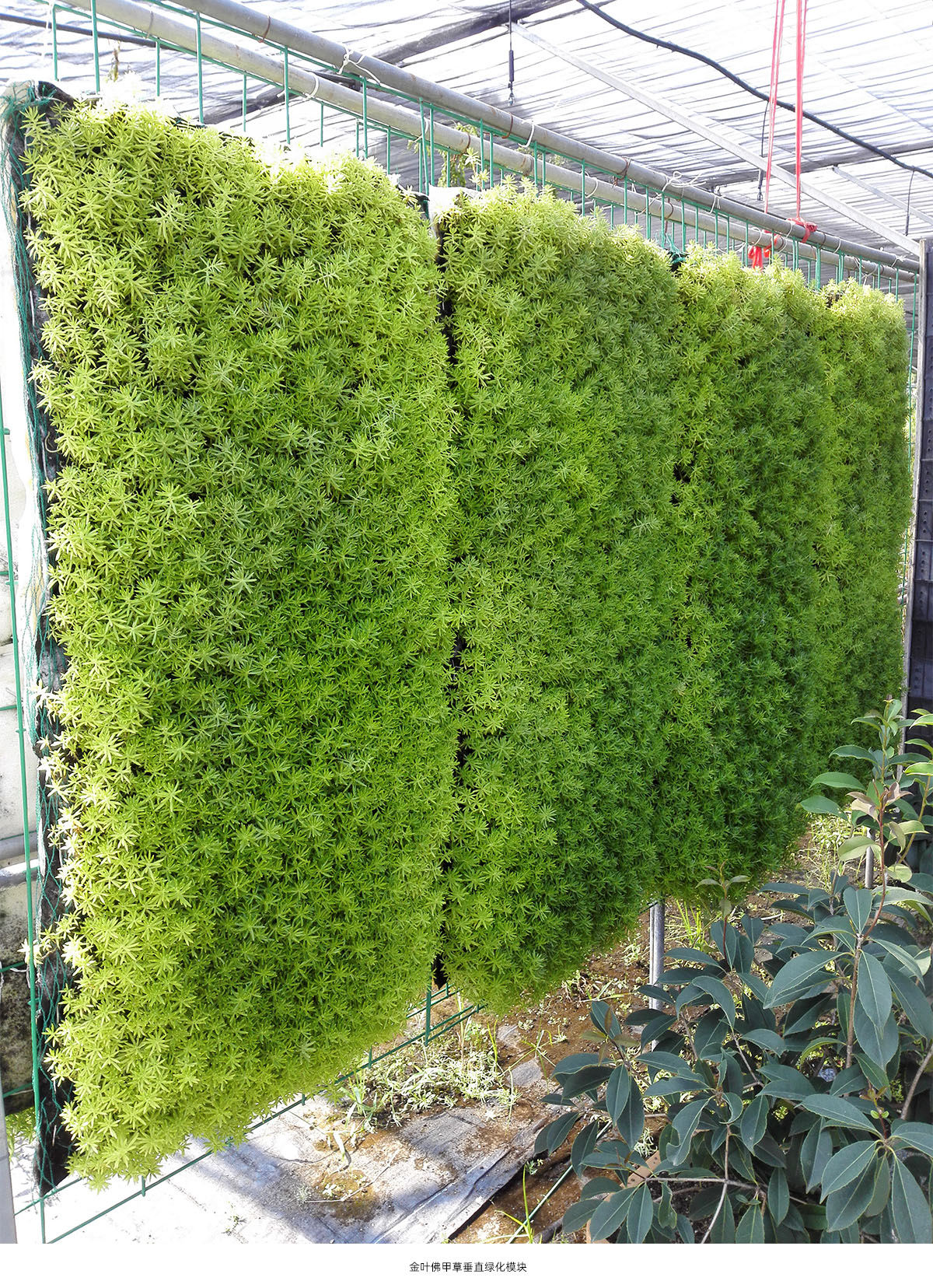 电竞比赛押注app