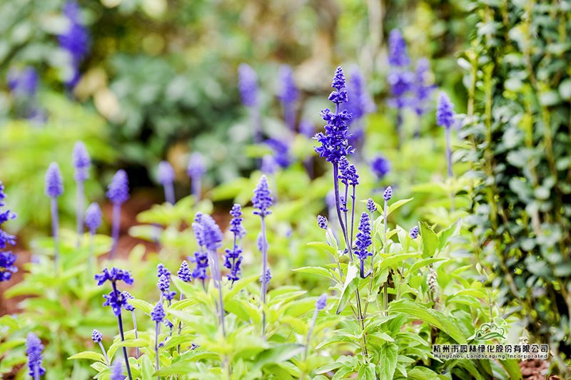 电竞比赛押注app