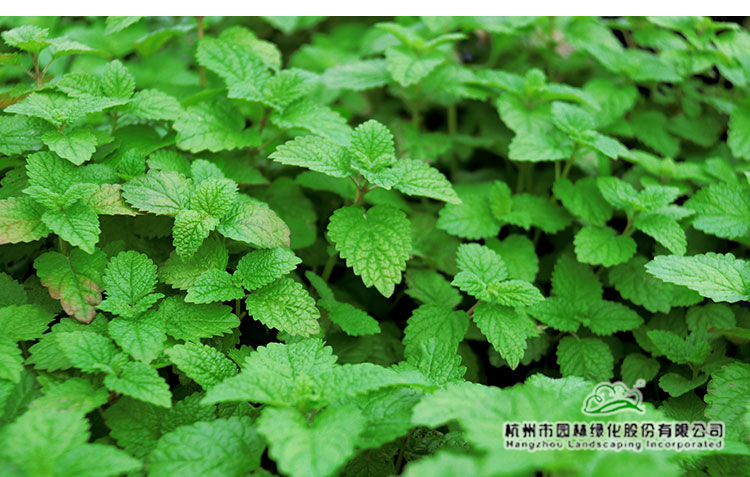 电竞比赛押注app