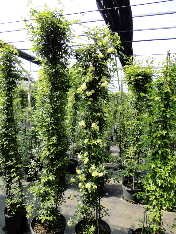 电竞比赛押注app