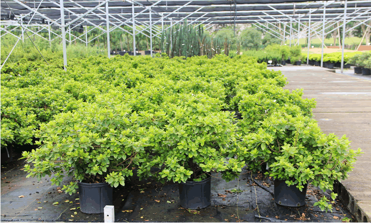 电竞比赛押注app