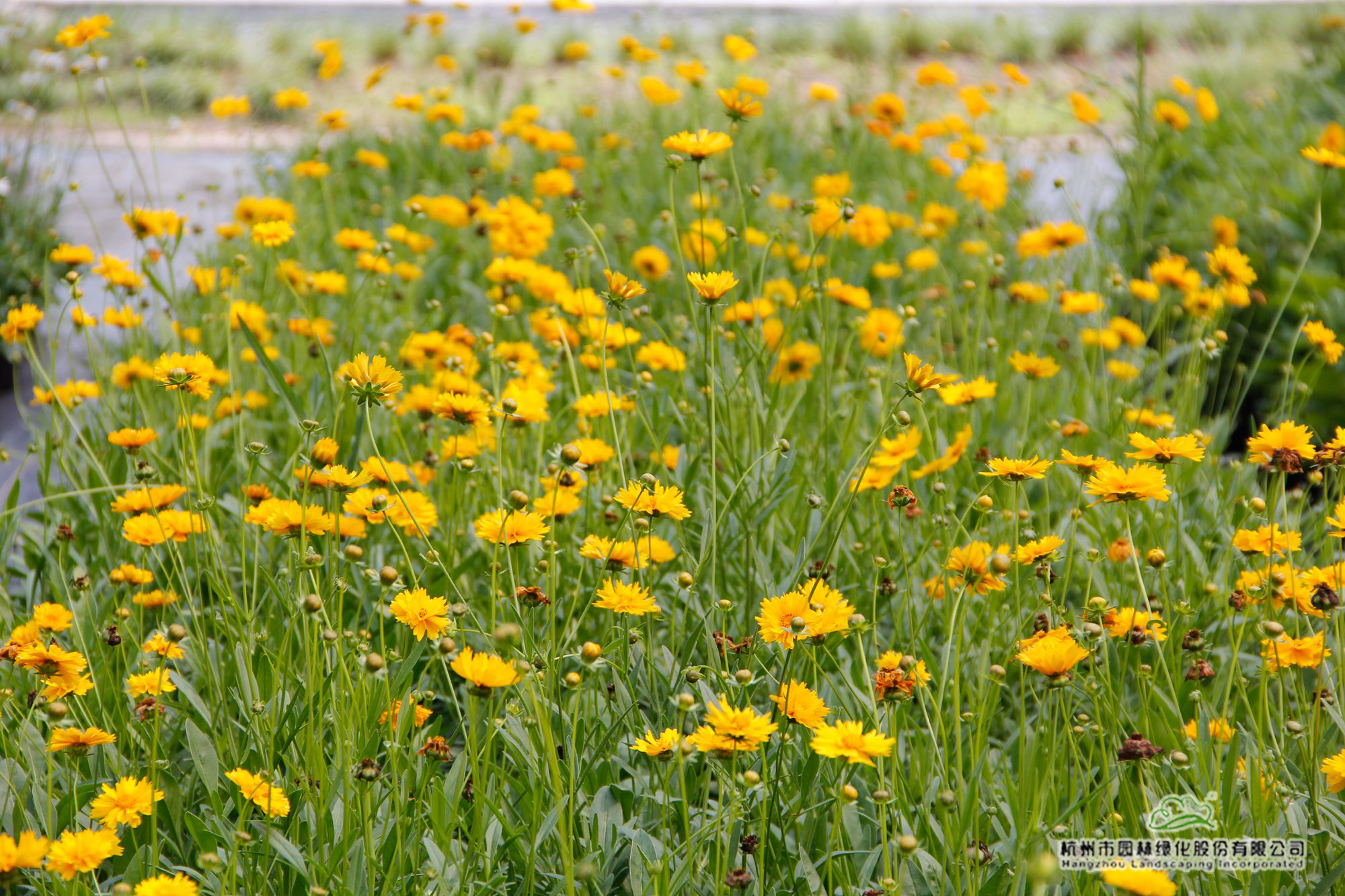 电竞比赛押注app