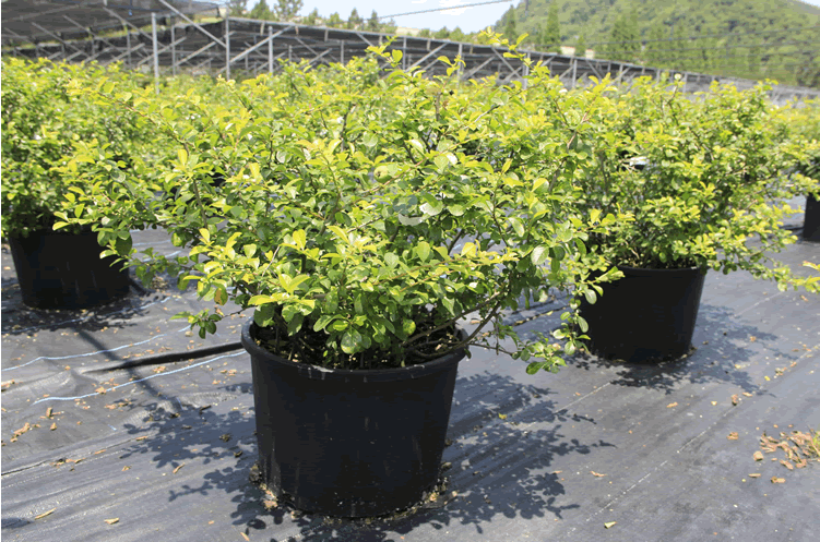 电竞比赛押注app