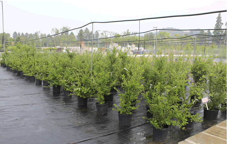 电竞比赛押注app