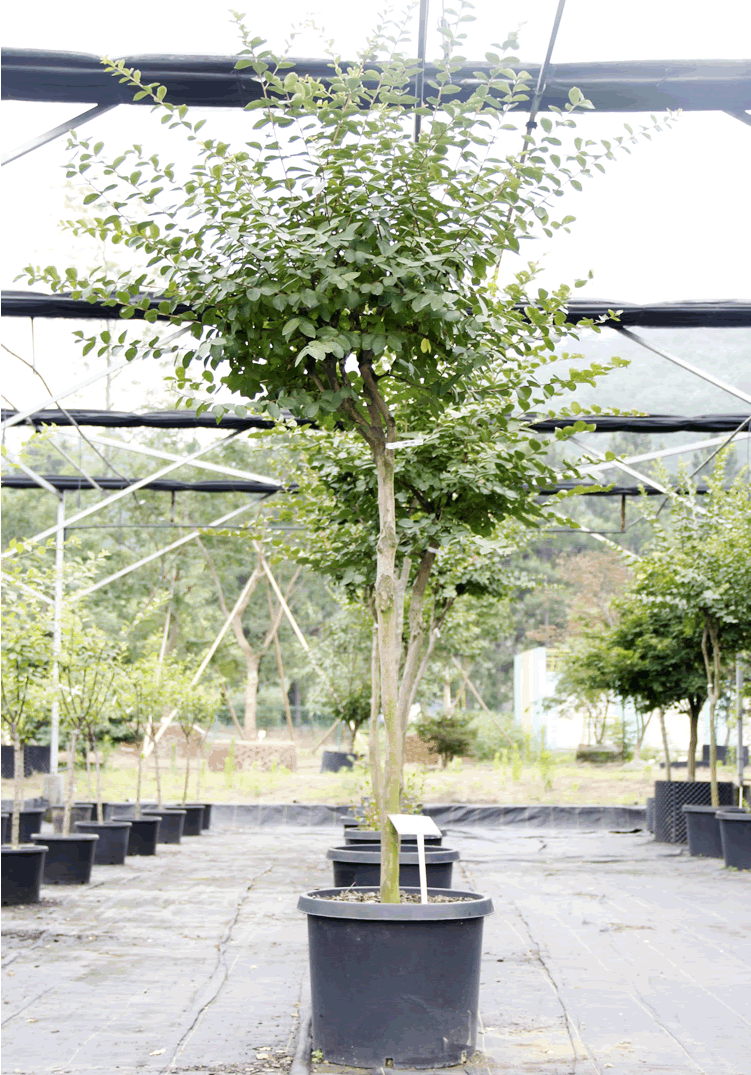 电竞比赛押注app