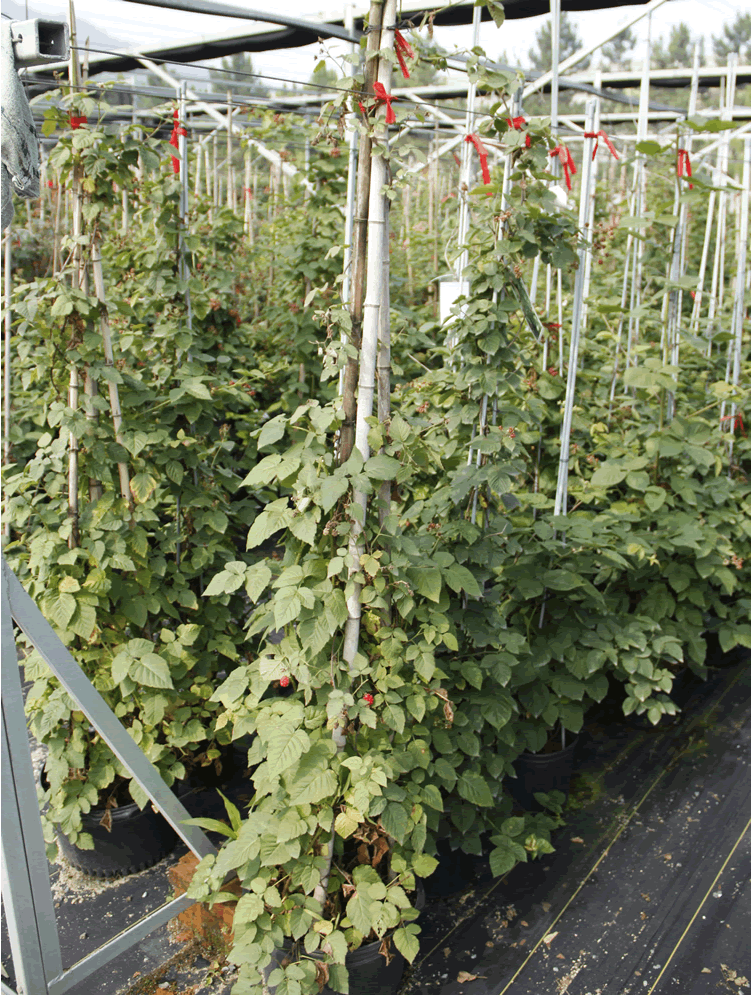 电竞比赛押注app