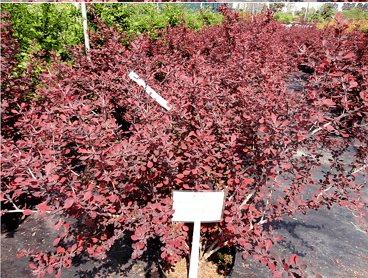 电竞比赛押注app