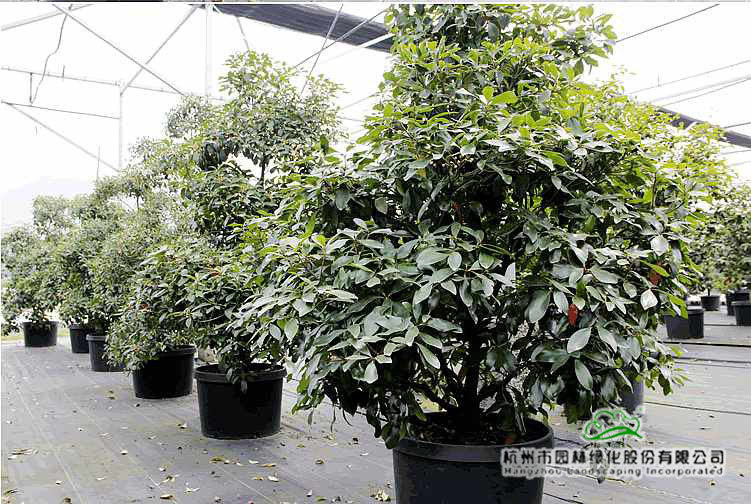 电竞比赛押注app