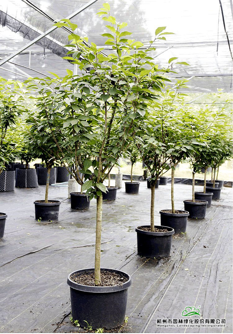 电竞比赛押注app