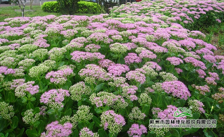 电竞比赛押注app