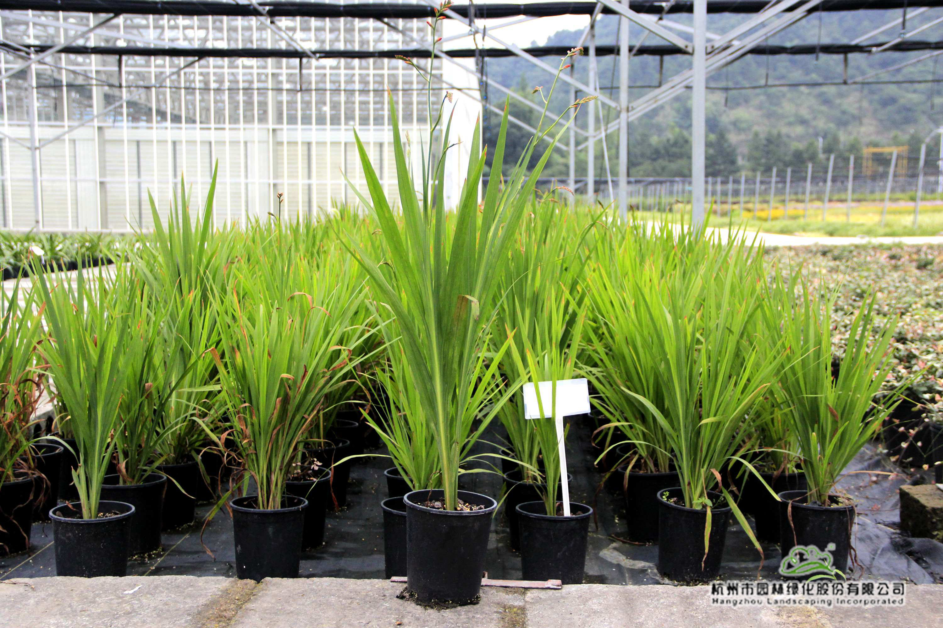 电竞比赛押注app