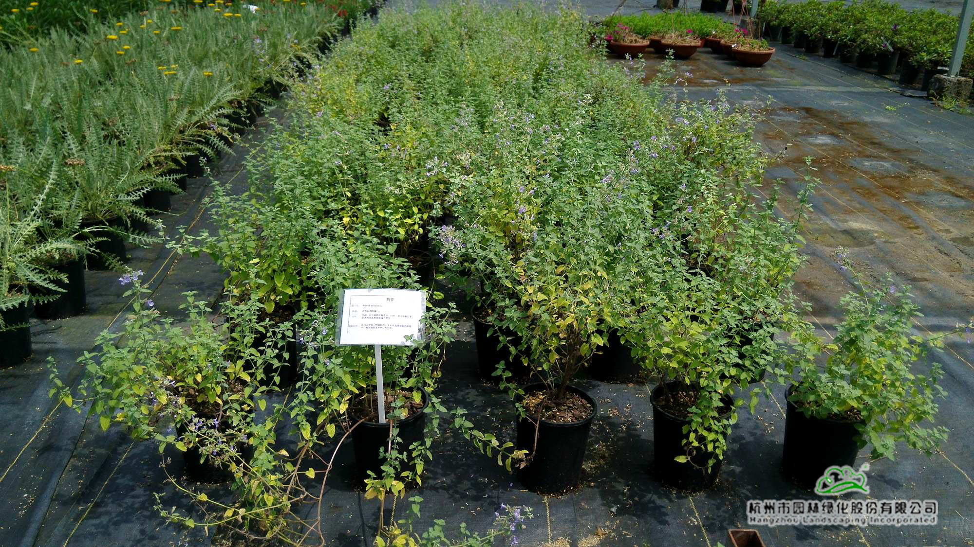 电竞比赛押注app