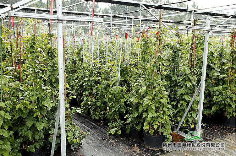 电竞比赛押注app