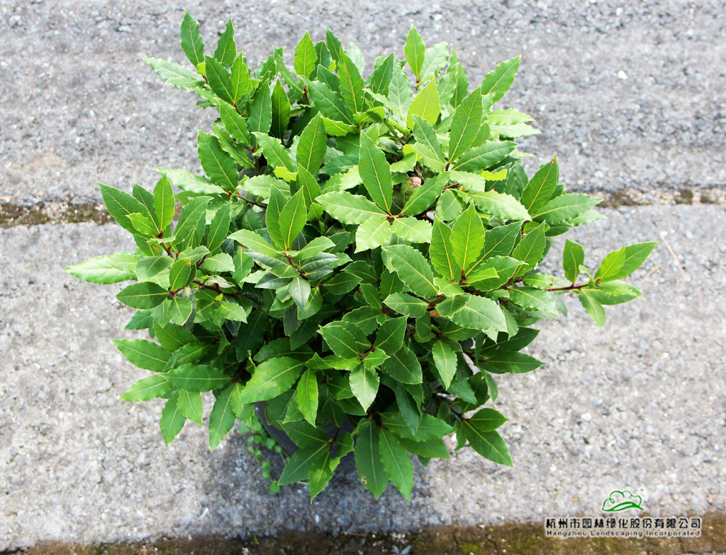 电竞比赛押注app