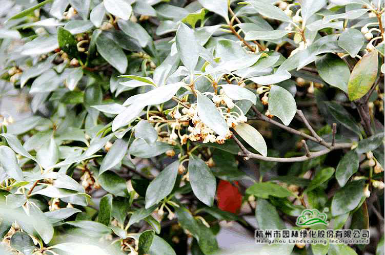 电竞比赛押注app