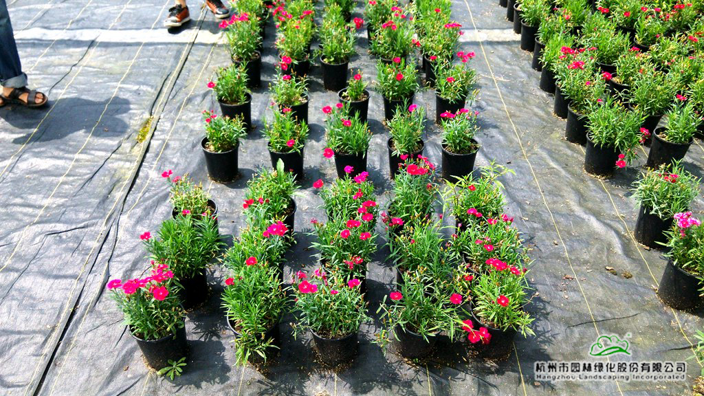 电竞比赛押注app