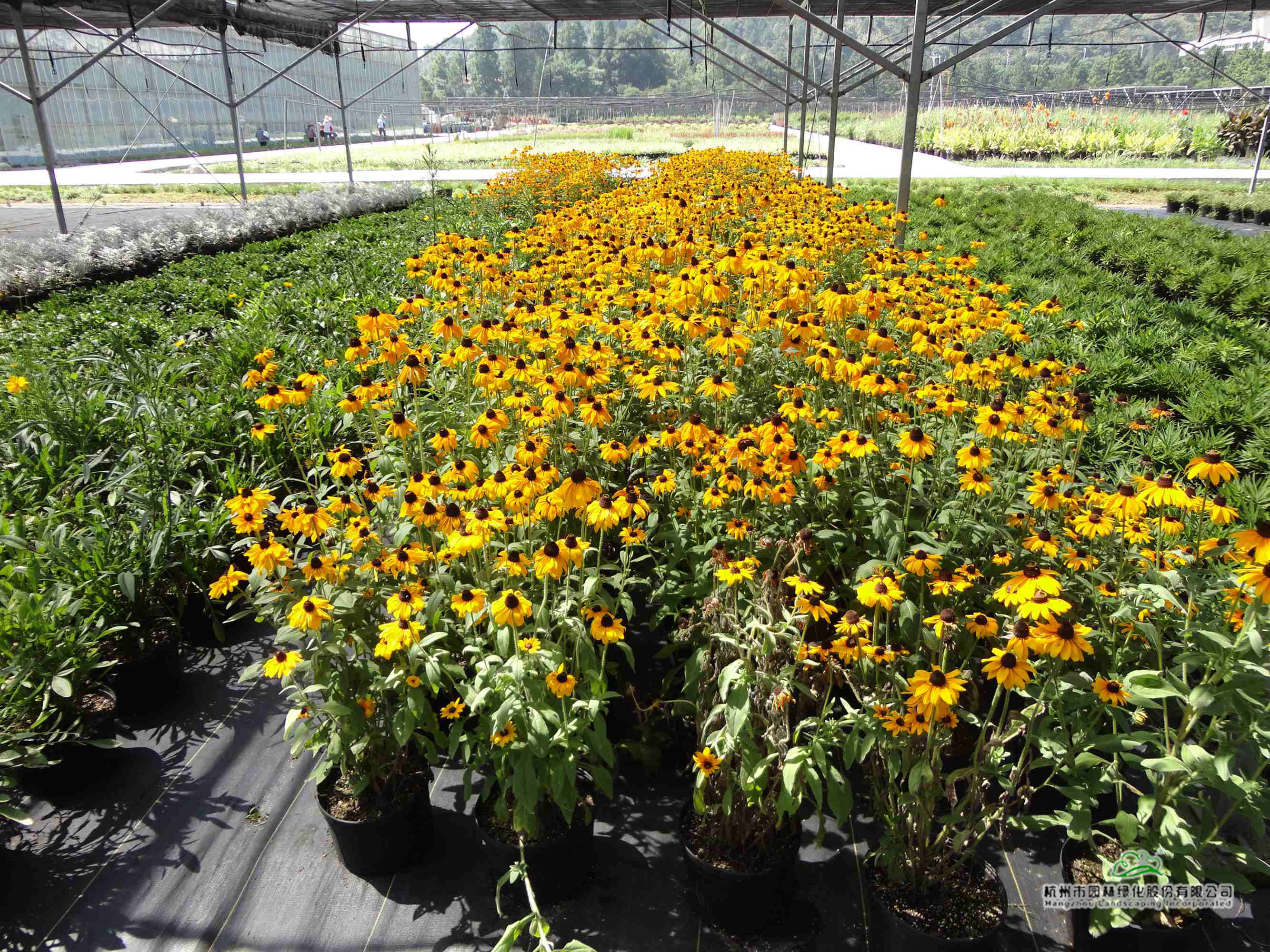 电竞比赛押注app