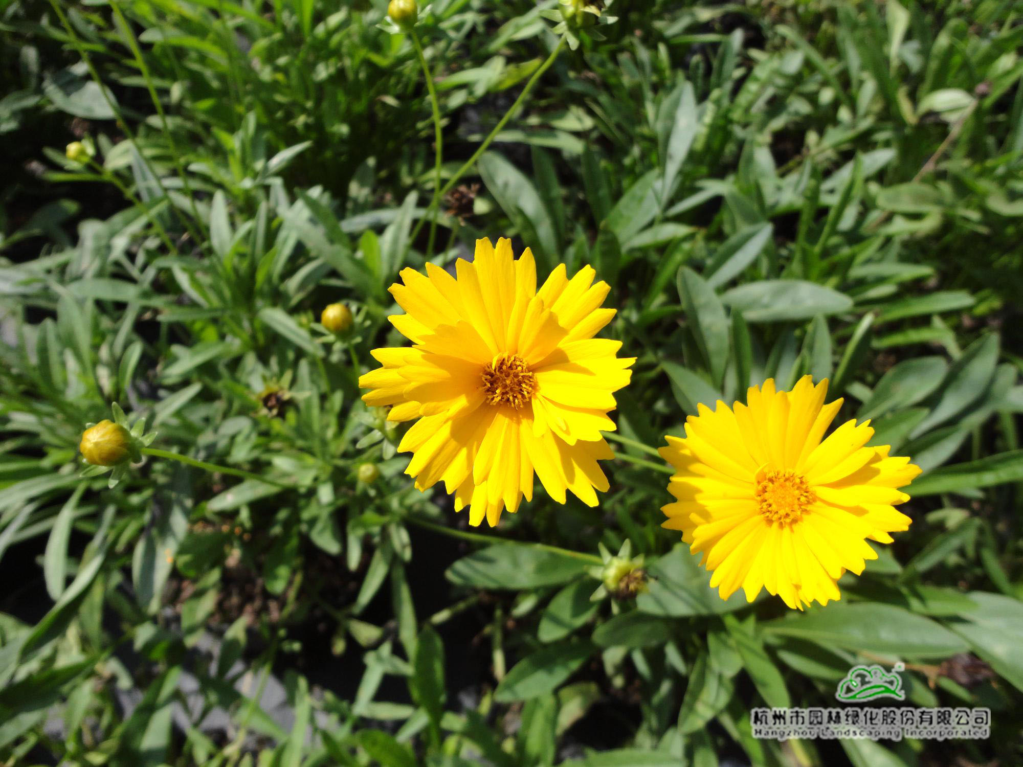 电竞比赛押注app