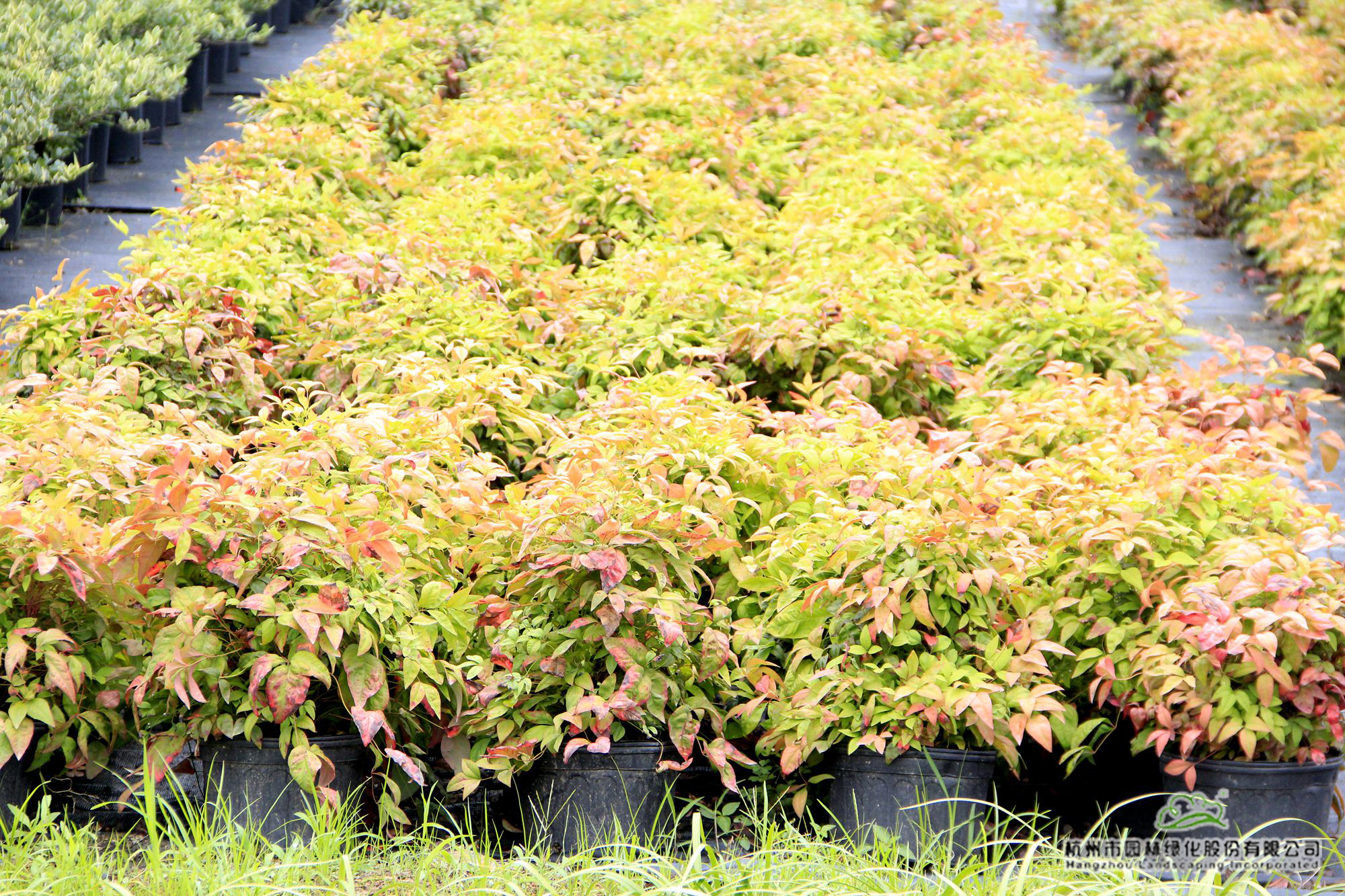 电竞比赛押注app