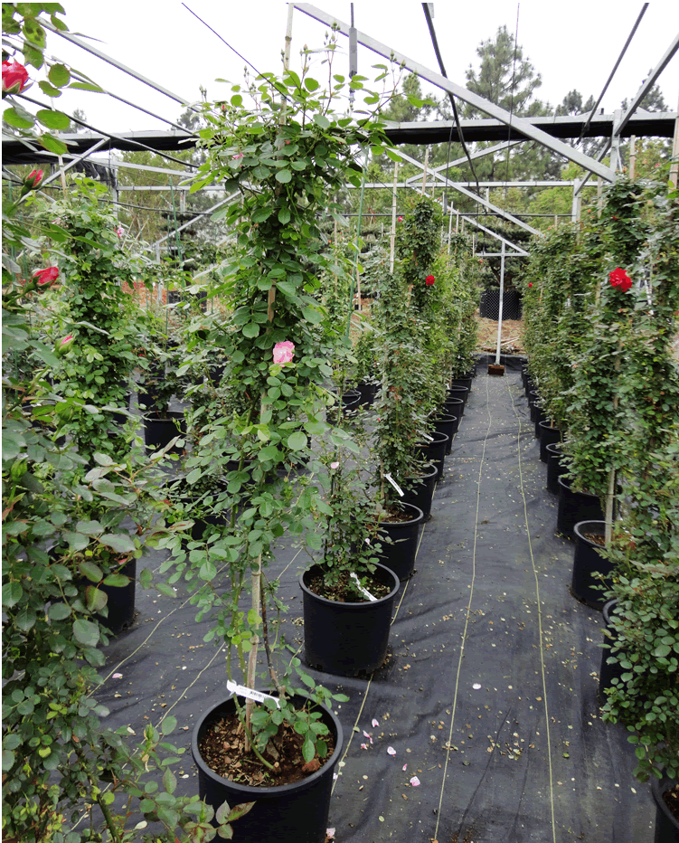 电竞比赛押注app