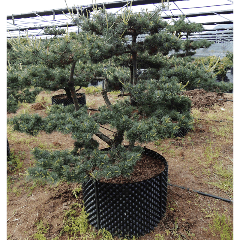 电竞比赛押注app