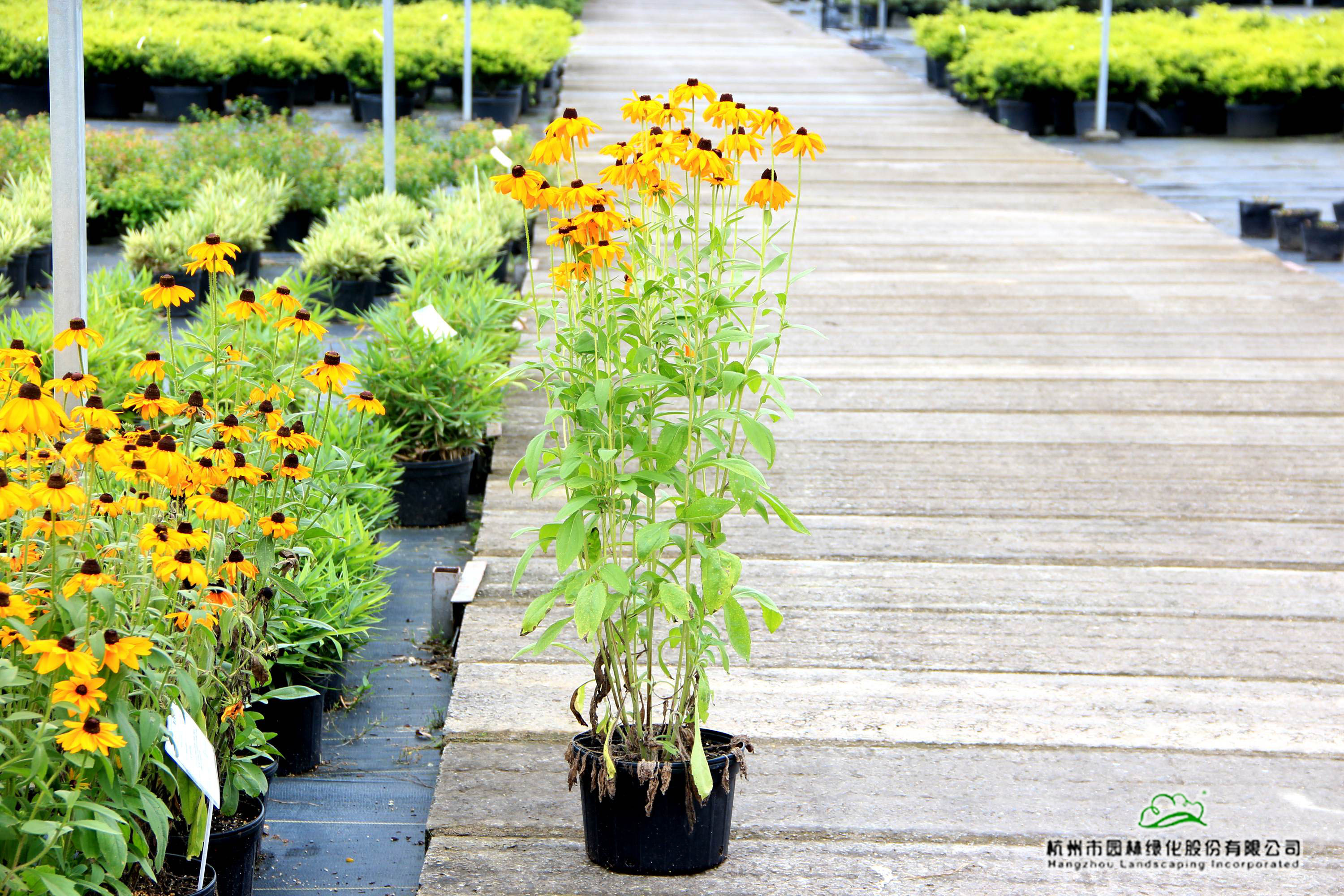 电竞比赛押注app