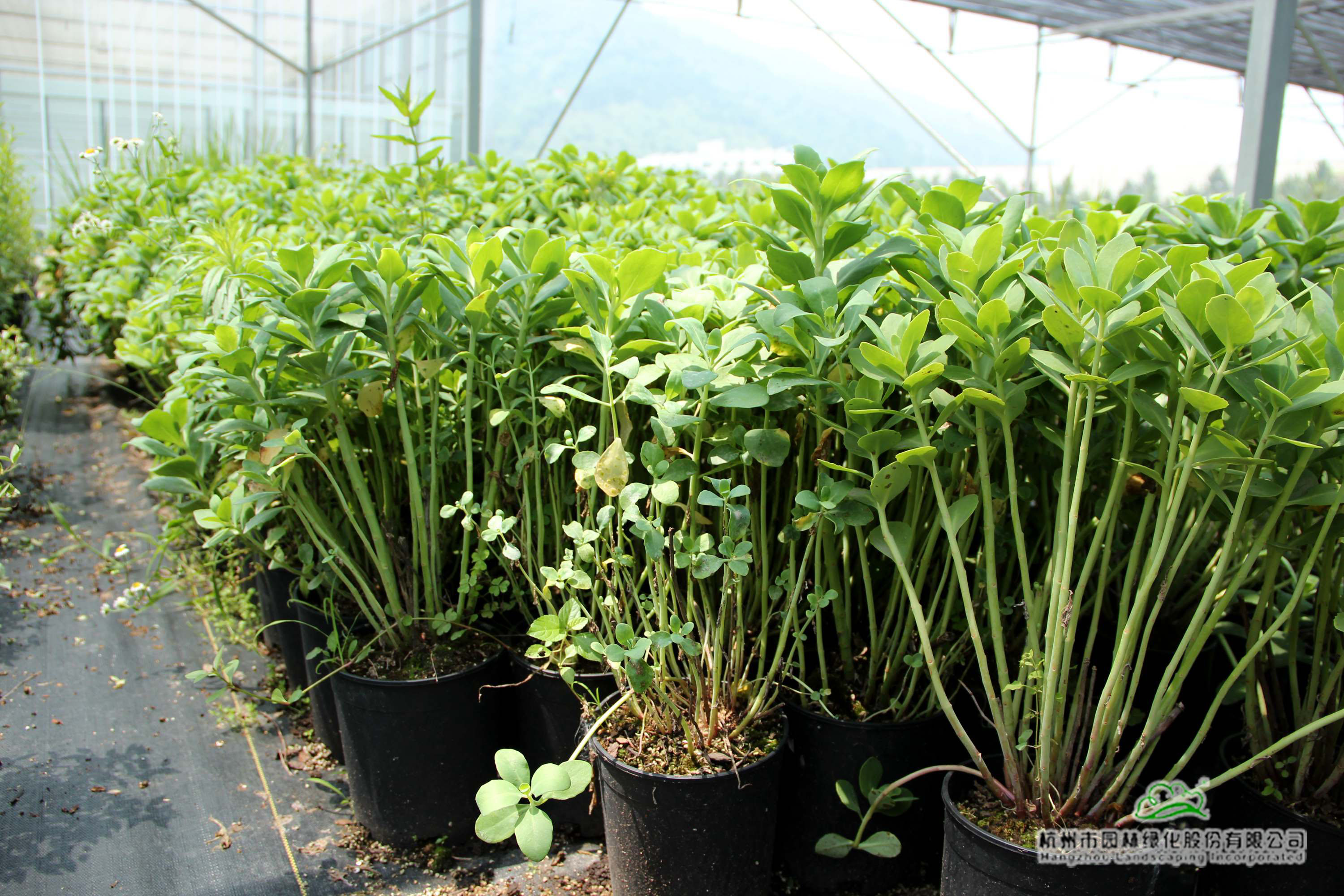 电竞比赛押注app