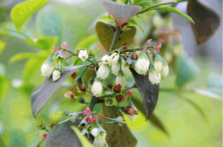 电竞比赛押注app