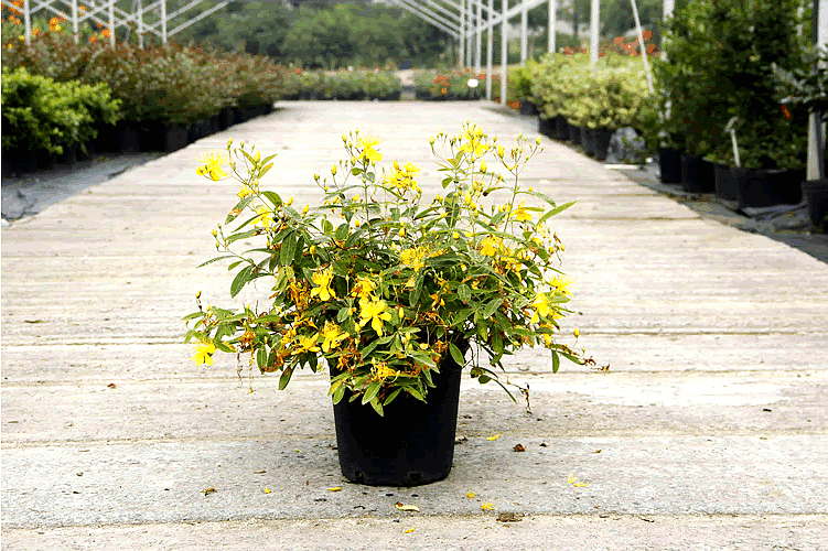 电竞比赛押注app