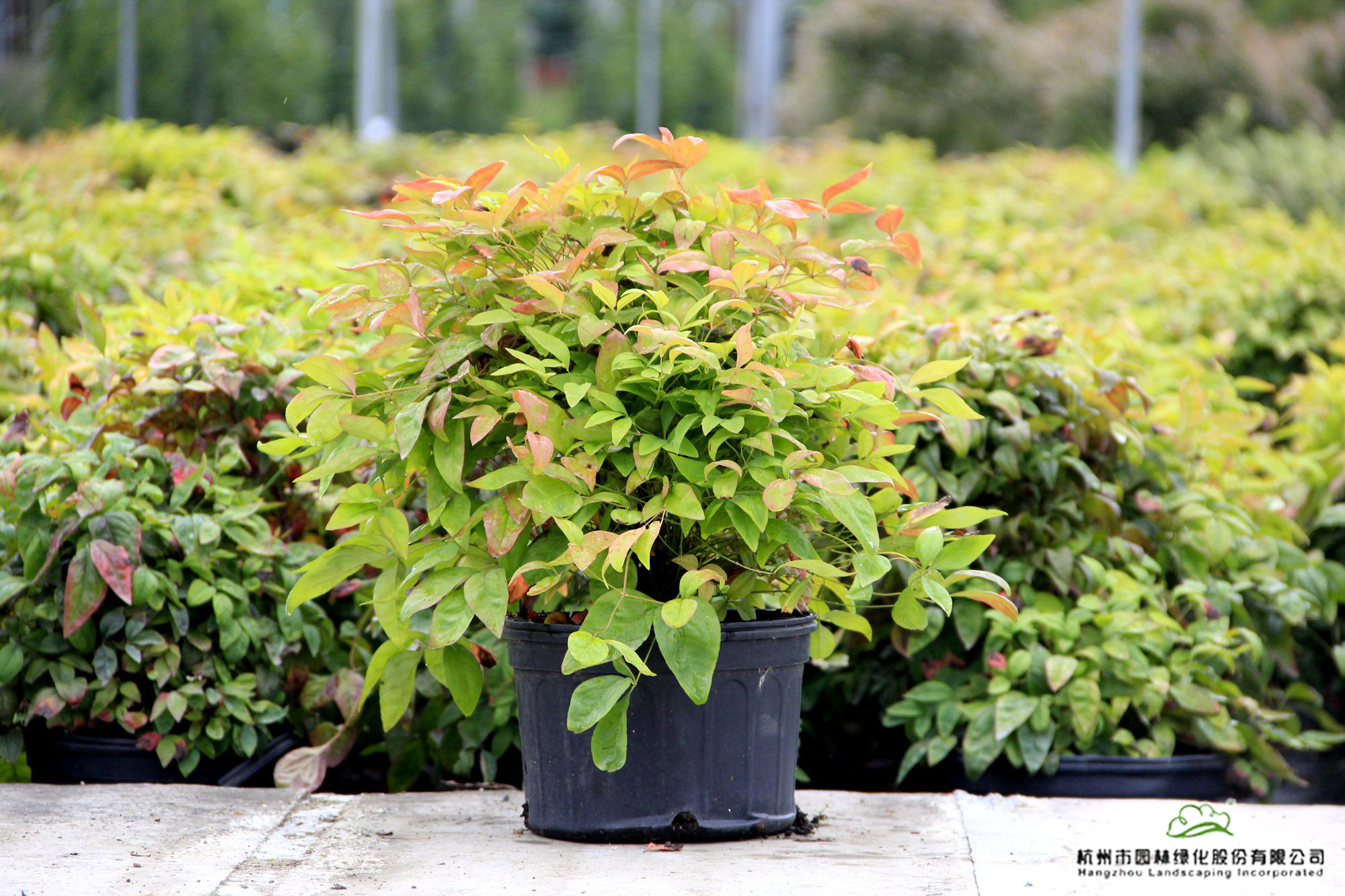 电竞比赛押注app