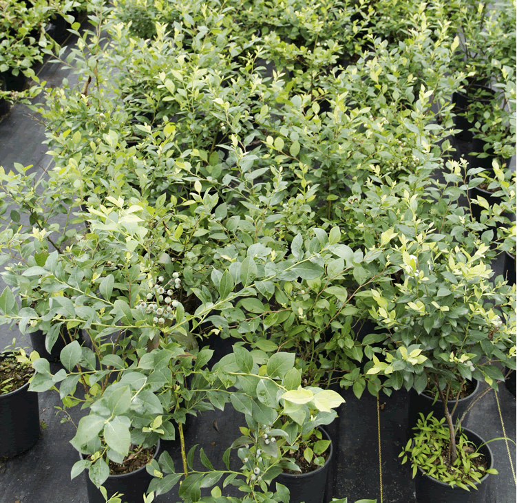 电竞比赛押注app