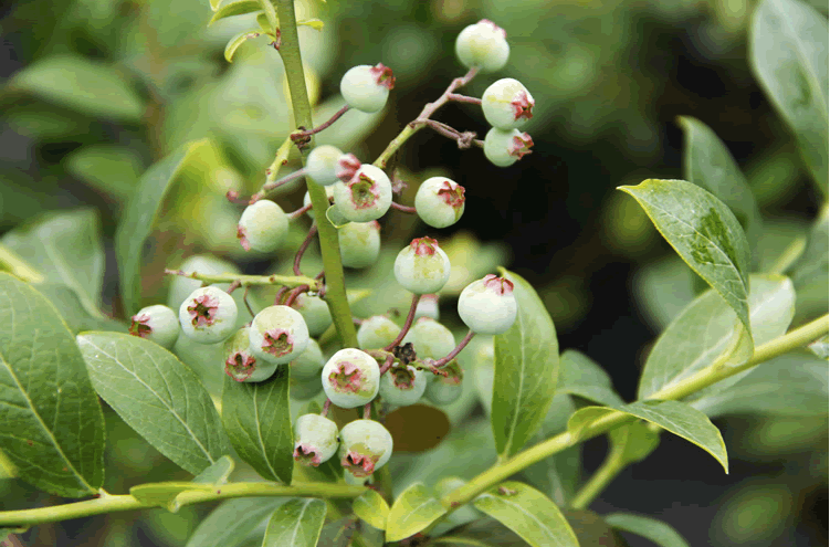 电竞比赛押注app