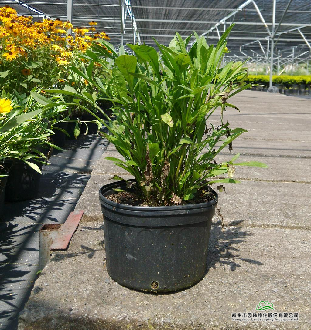 电竞比赛押注app