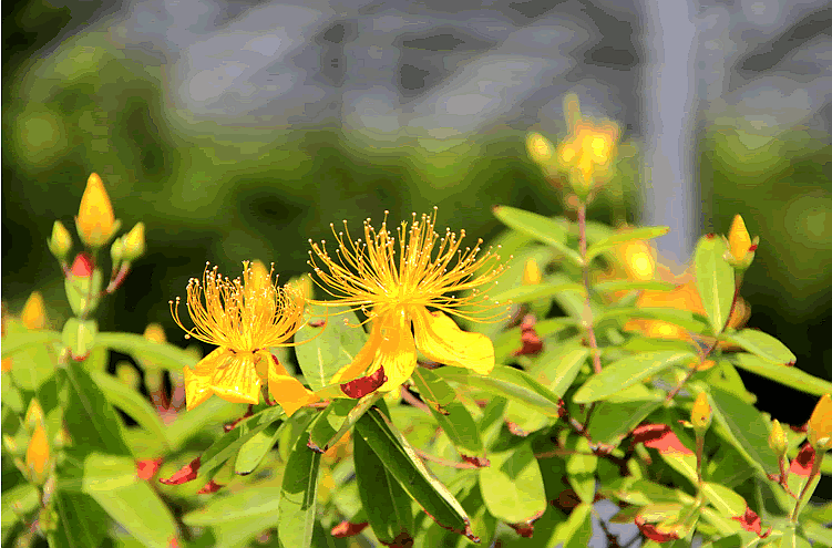 电竞比赛押注app