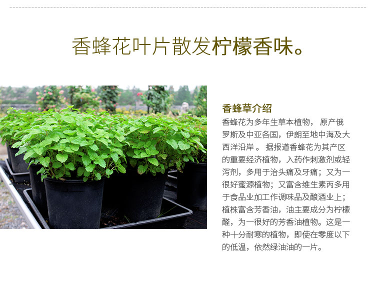 电竞比赛押注app