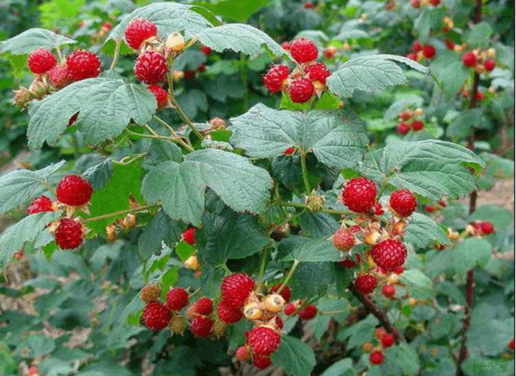 电竞比赛押注app