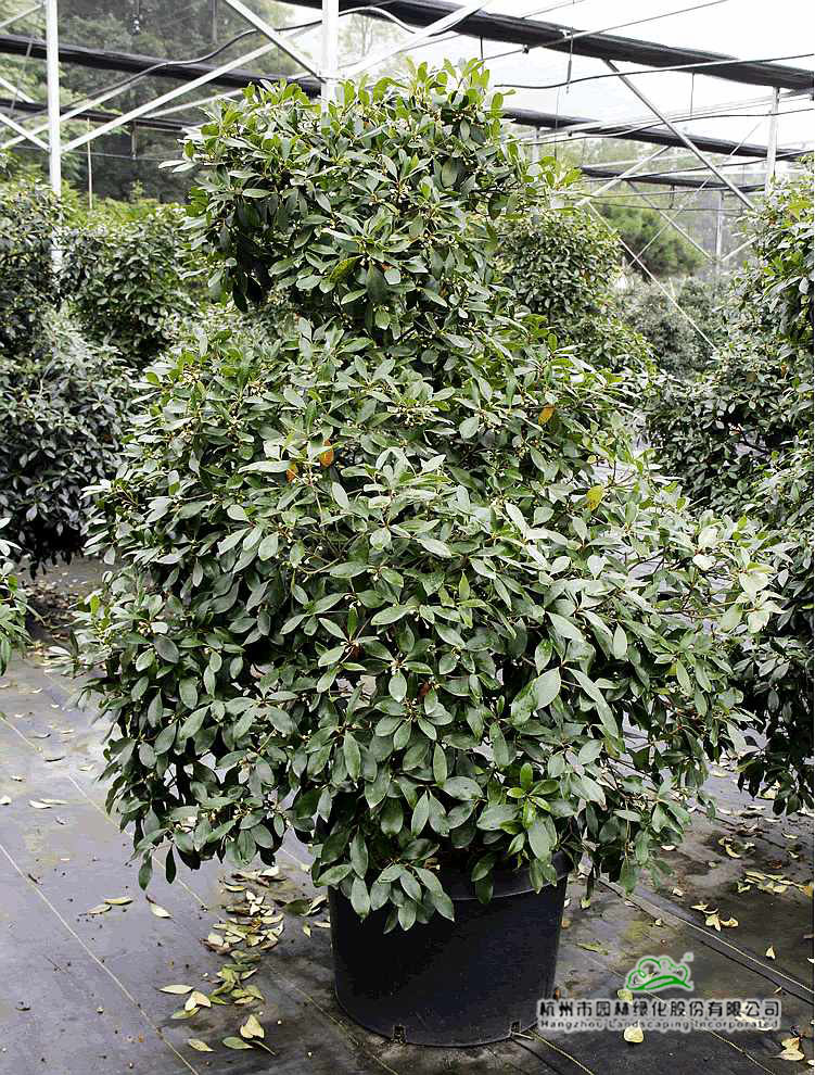 电竞比赛押注app