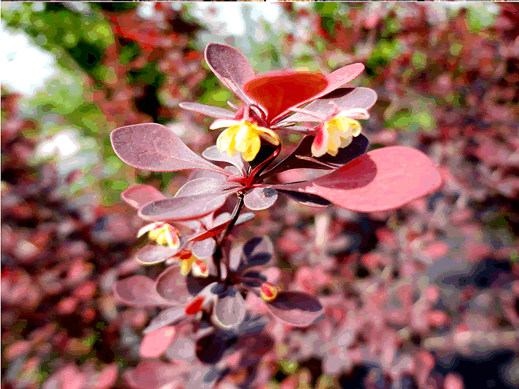 电竞比赛押注app