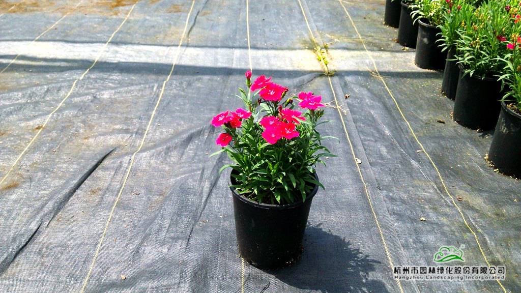 电竞比赛押注app